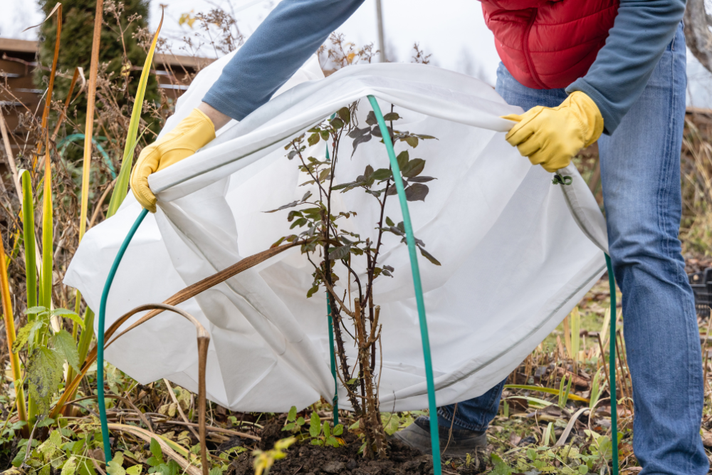 tuinplanten beschermen tegen kou 