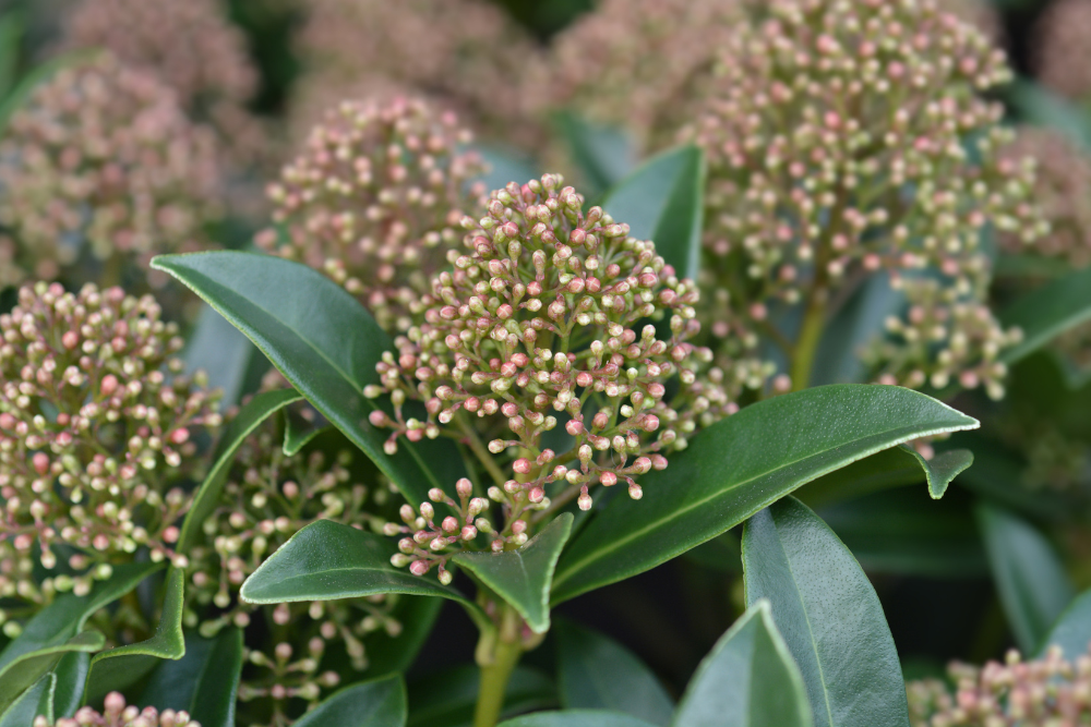 Skimmia Japonica Marlot