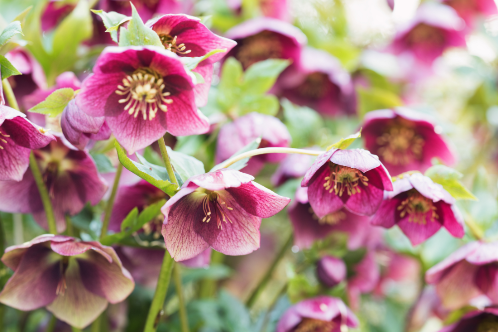 Helleborus