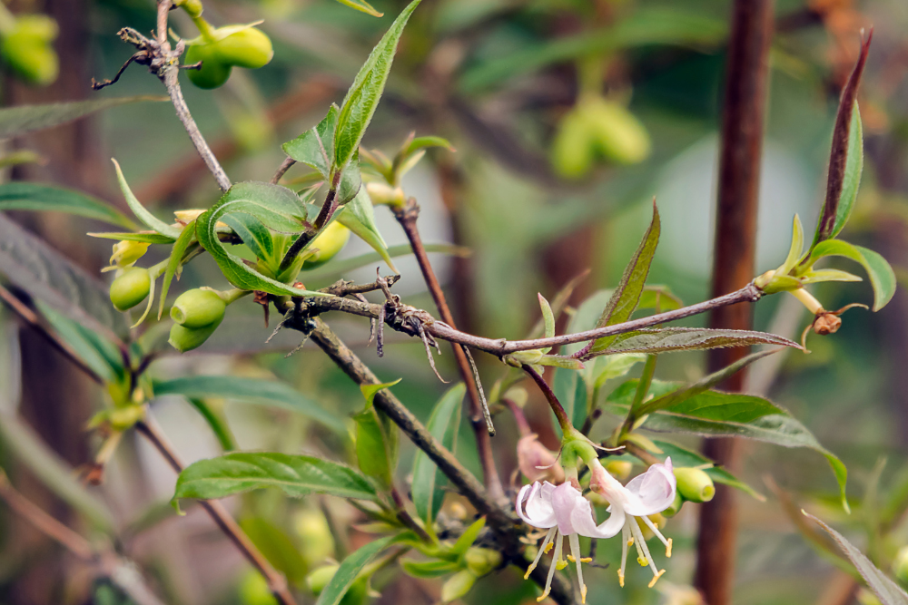 Gaultheria fragrantissima