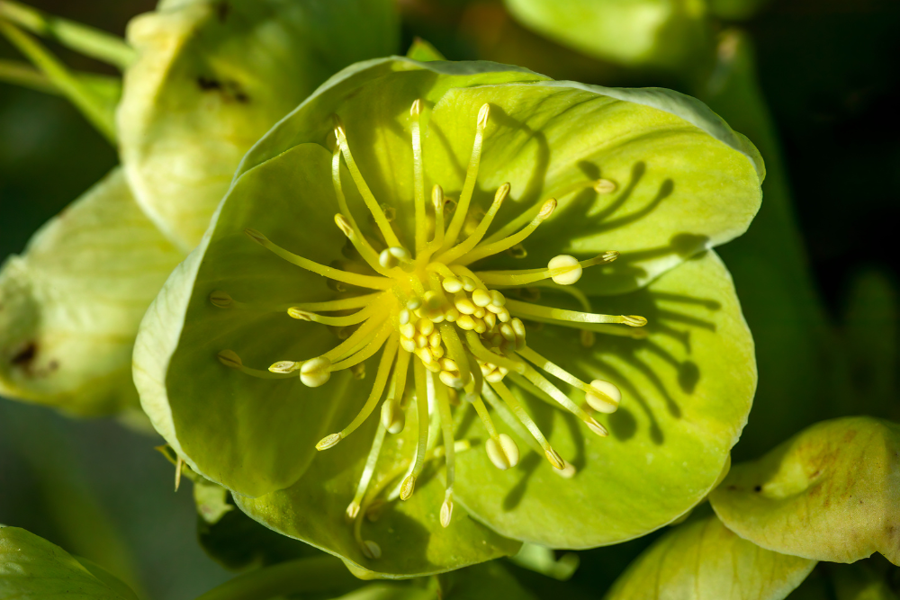 Helleborus Sternii 