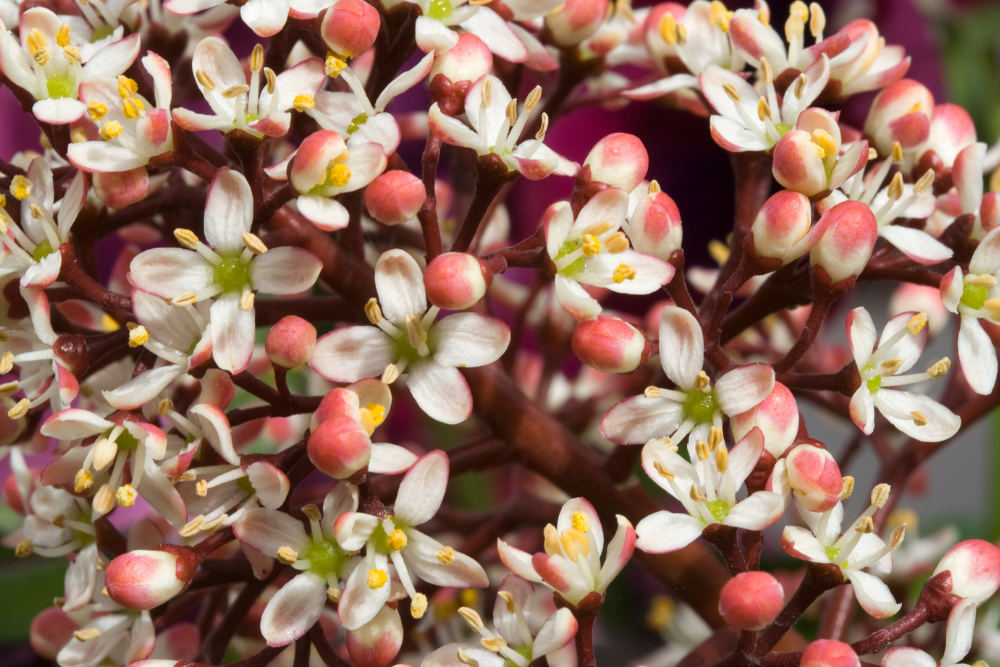 Skimmia Japonica Rubella