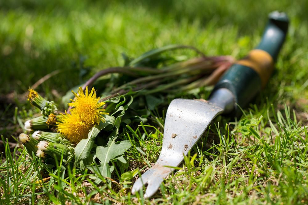 Gazon met onkruid herstellen Gazon met onkruid herstellen