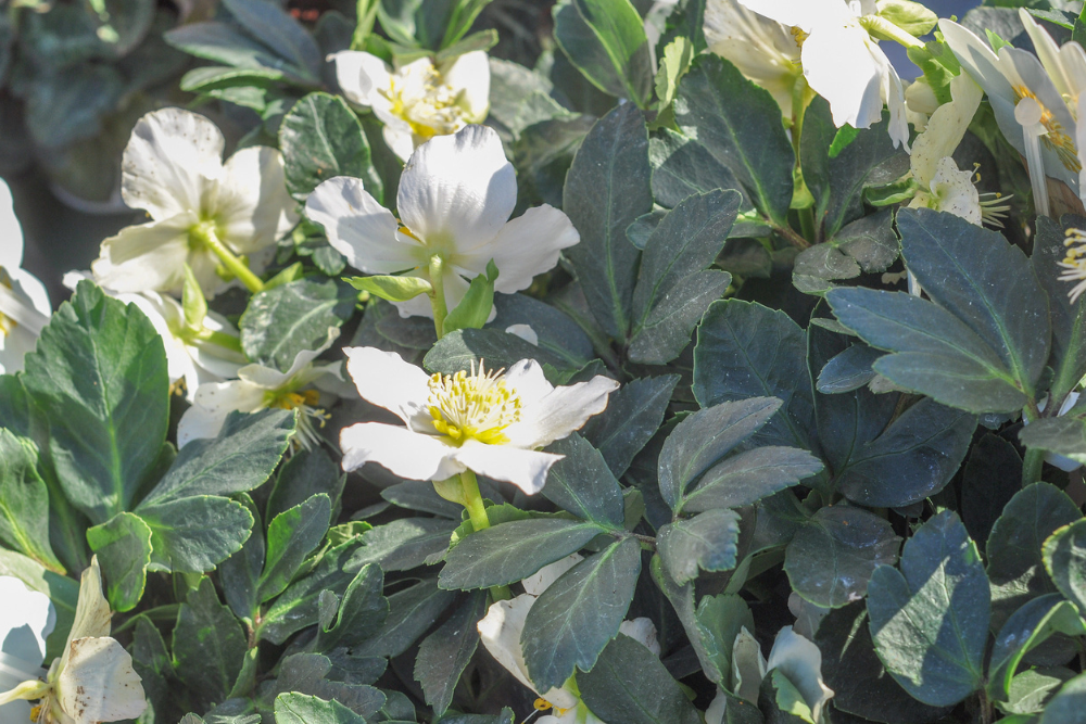 Helleborus Niger