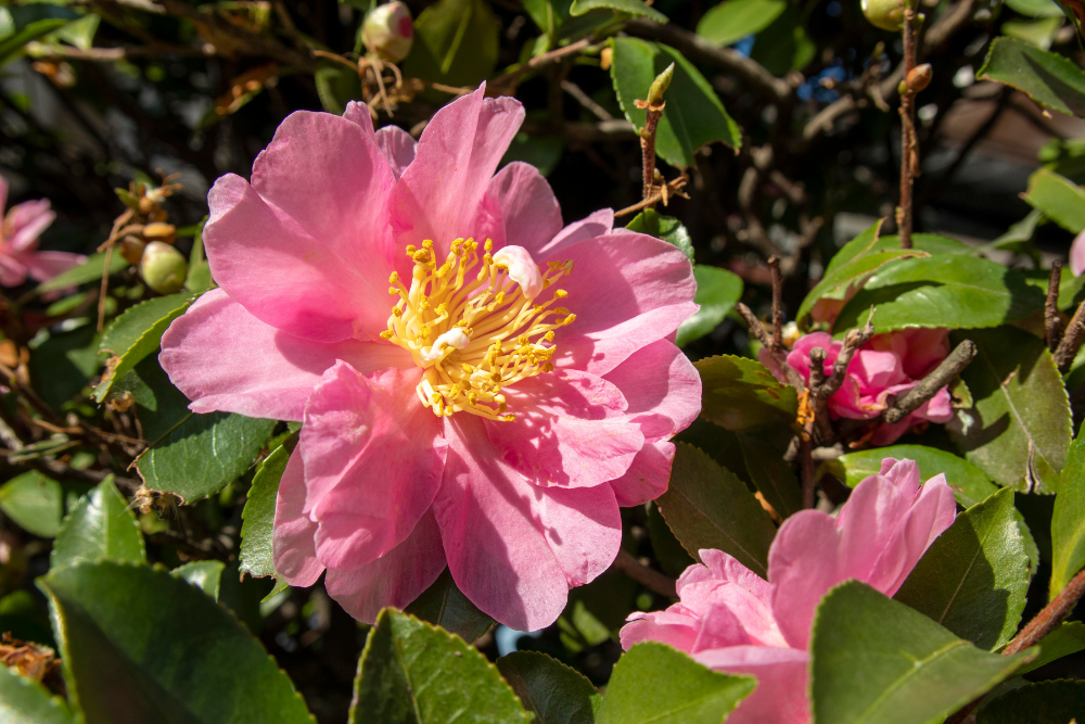 Camelia sasanqua