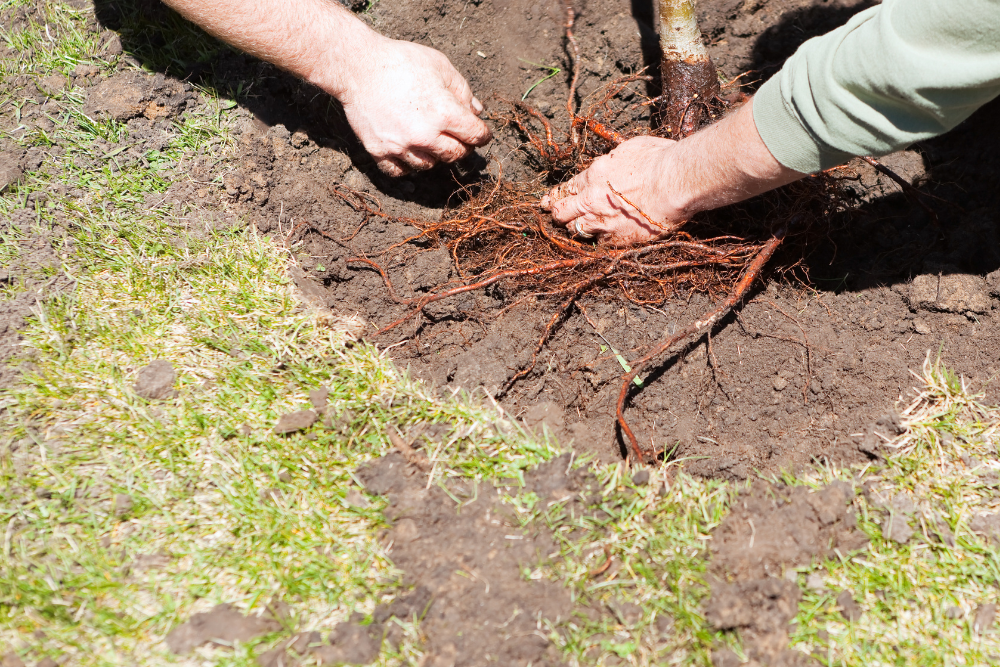 aanplanten blote wortels planten