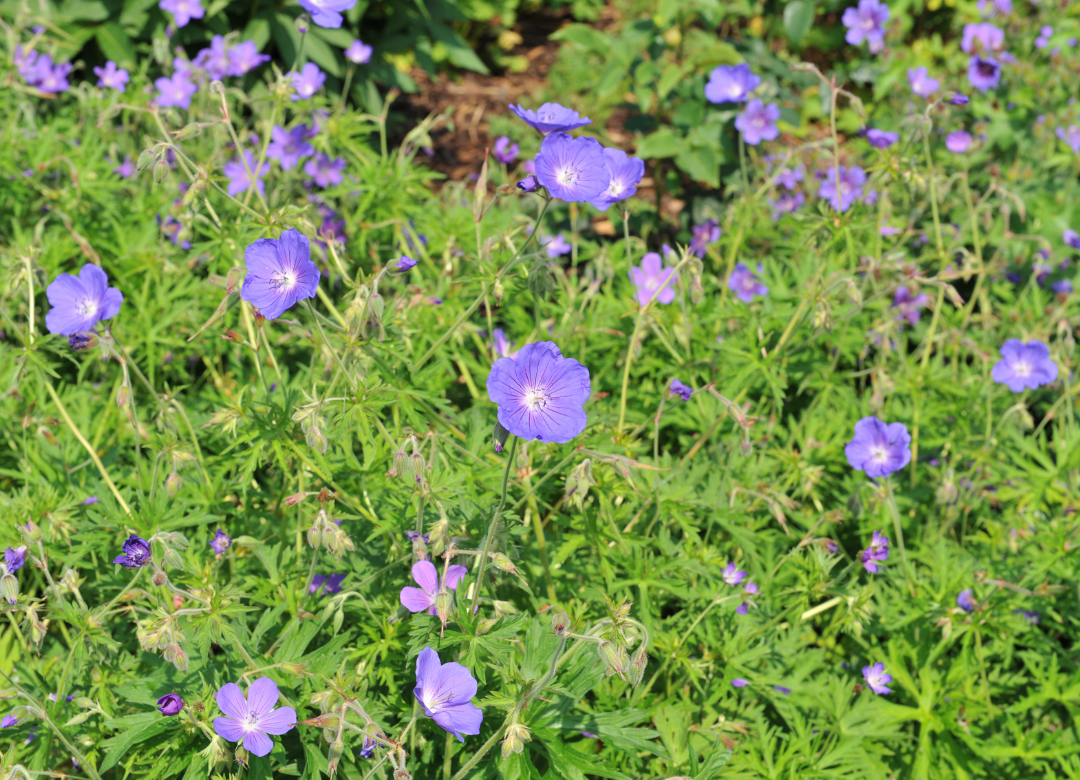 Geranium Phaeum