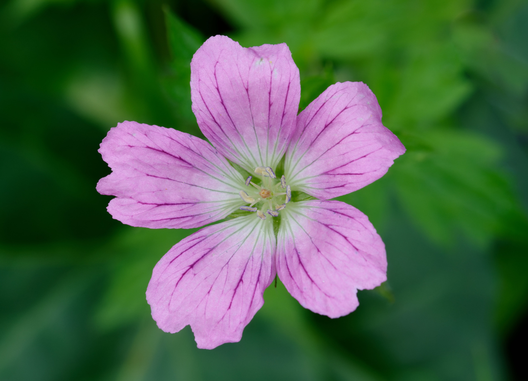 Geranium Endressii