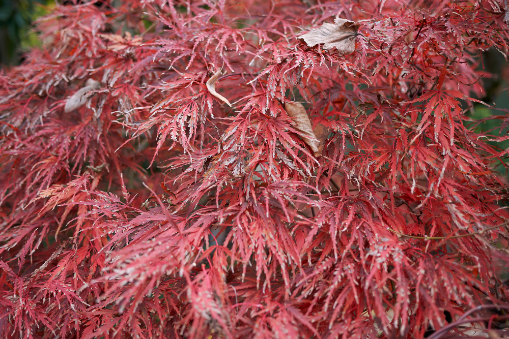 Acer palmatum 'Dissectum' 