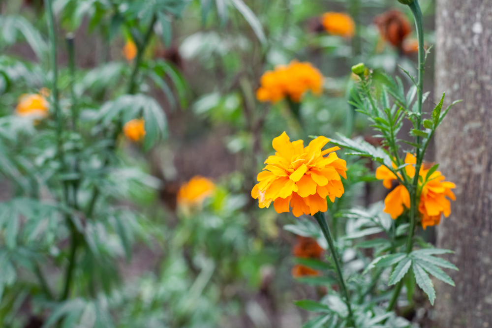 Tagetes