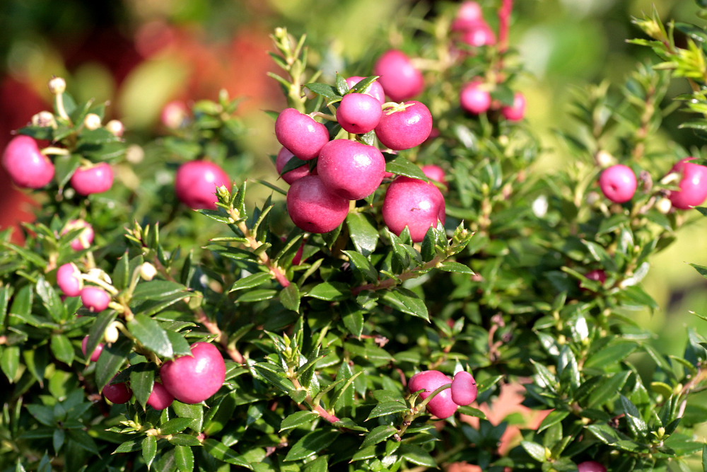 Gaultheria mucronata