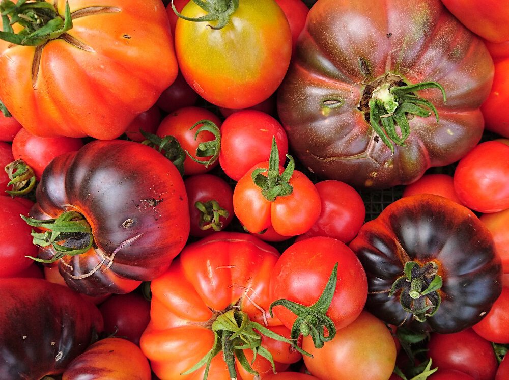 Assimileren alarm vertaling Tomaten buiten kweken - Pokon - Groen doet je goed