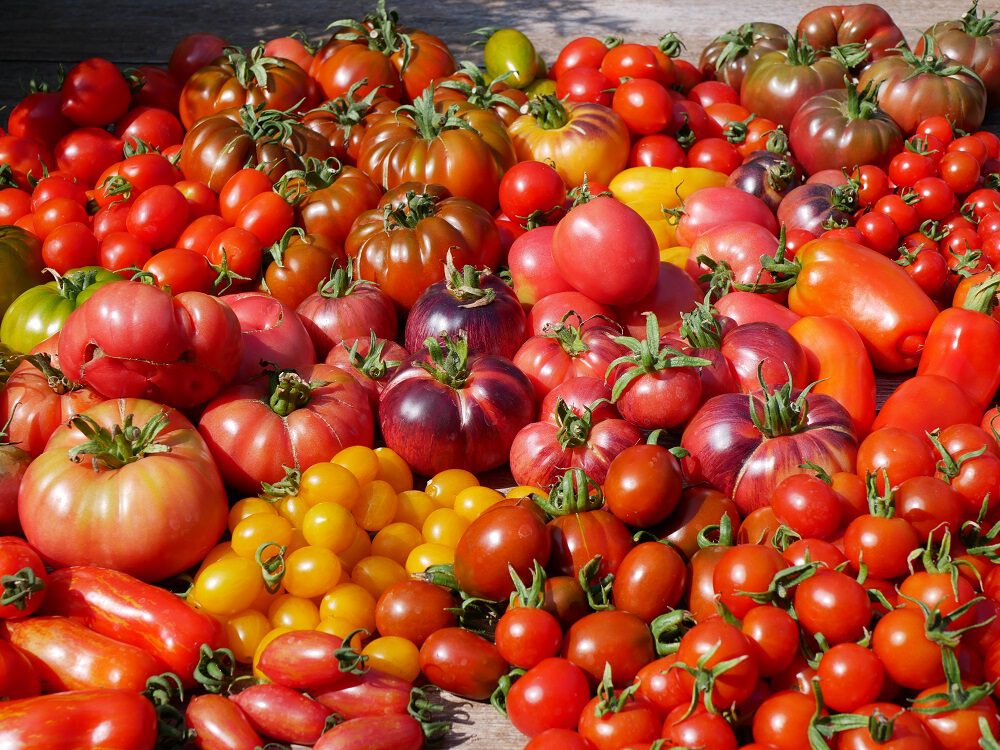redden geest James Dyson Tomaten zaaien - Pokon - Groen doet je goed