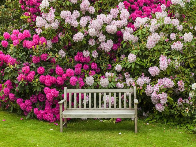 Rododendron Snoeien - Pokon - Groen Doet Je Goed