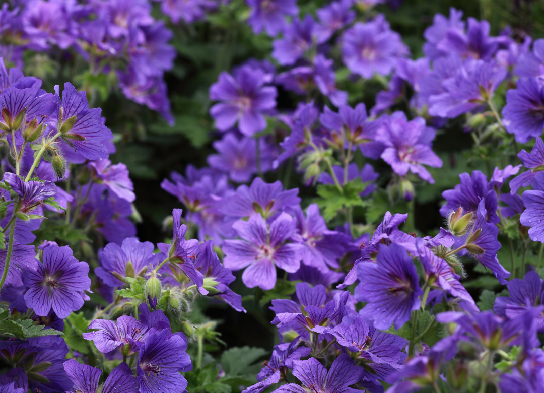 Geranium Brookside