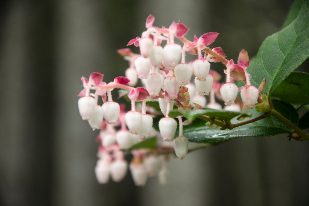 Gaultheria shallon