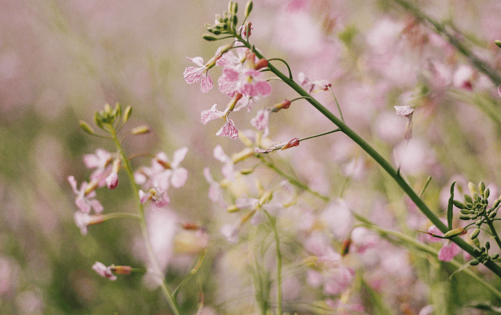 Groenbemesters zaaien Groenbemesters zaaien