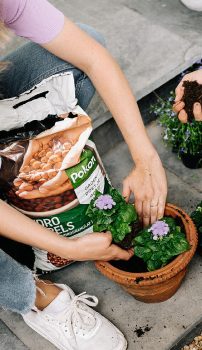 Een paarse bloeiende plant wordt door twee handen in een terracotta pot gezet, naast een open zak potgrond op een tegelvloer.
Tekst in beeld: "Pokon"