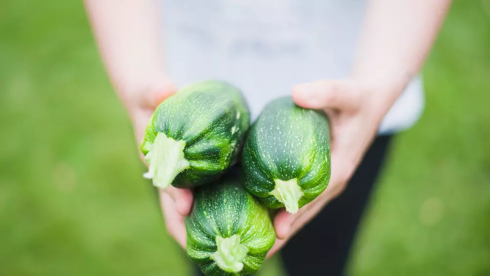 Uitbeelding periode hypothese 10 groenten die je ook in een pot kunt kweken - Pokon - Groen doet je goed