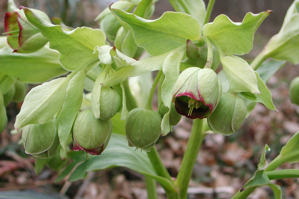 Helleborus Foetidus