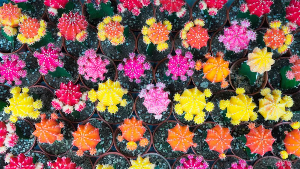 hemel boeren officieel Bloeiende cactussen - Pokon - Groen doet je goed