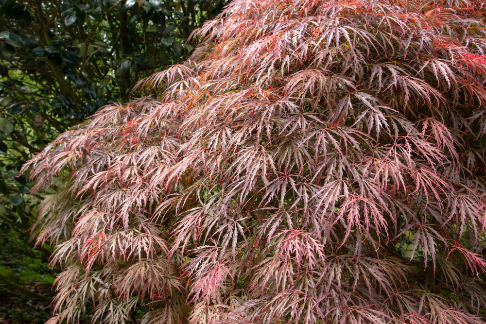 Acer palmatum 'Atropurpureum’