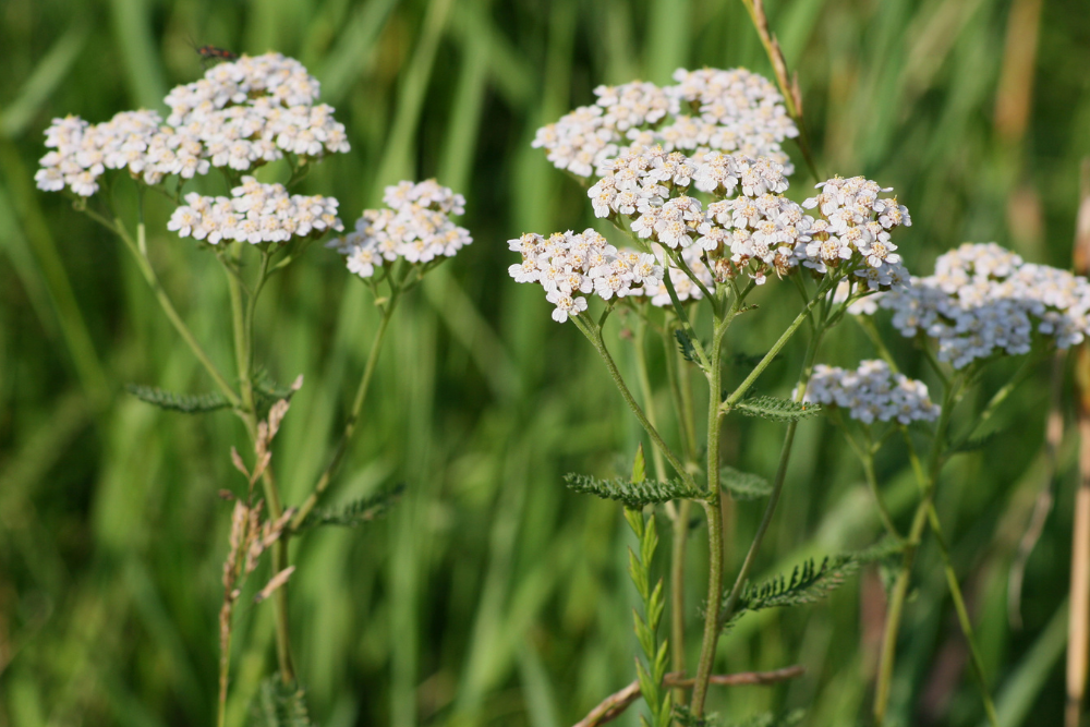 Duizendblad