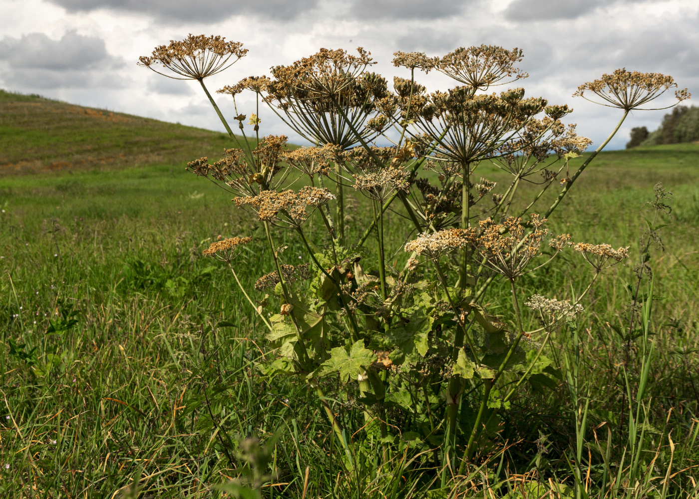 Berenklauw herkennen