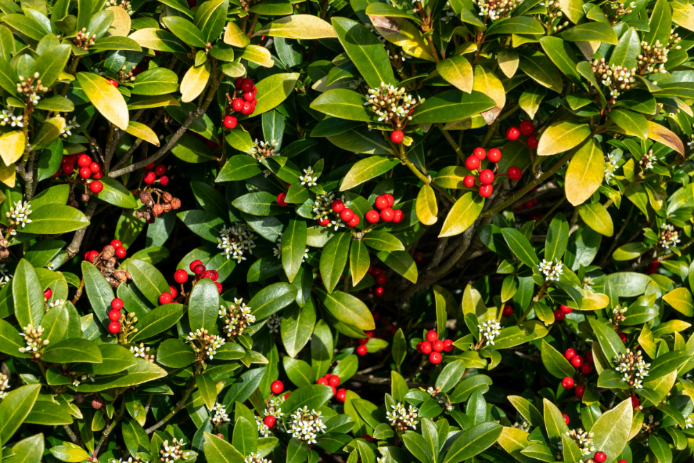 Skimmia Reevesiana