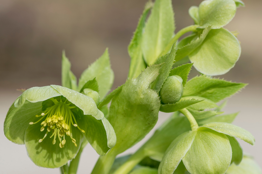 Helleborus Argutifolius 