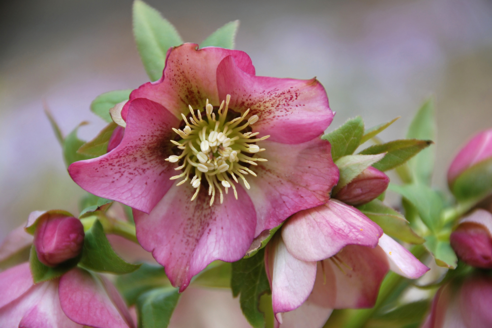 Helleborus Orientalis