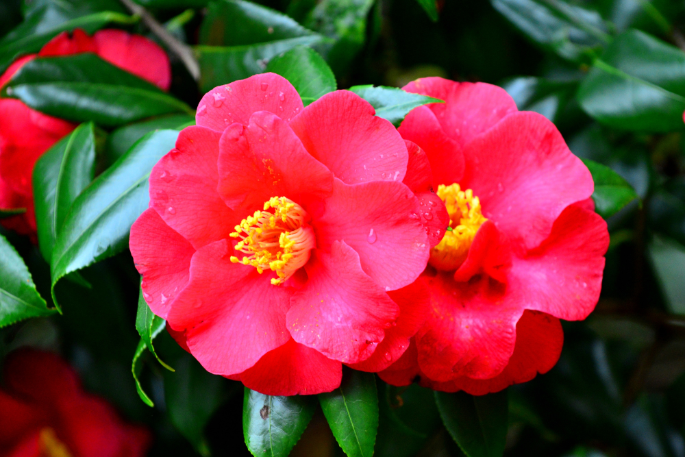 Camelia japonica