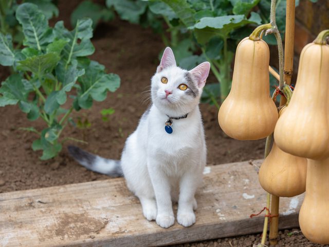 Maak je tuin catproof: katten verjagen - Pokon Groen doet je goed