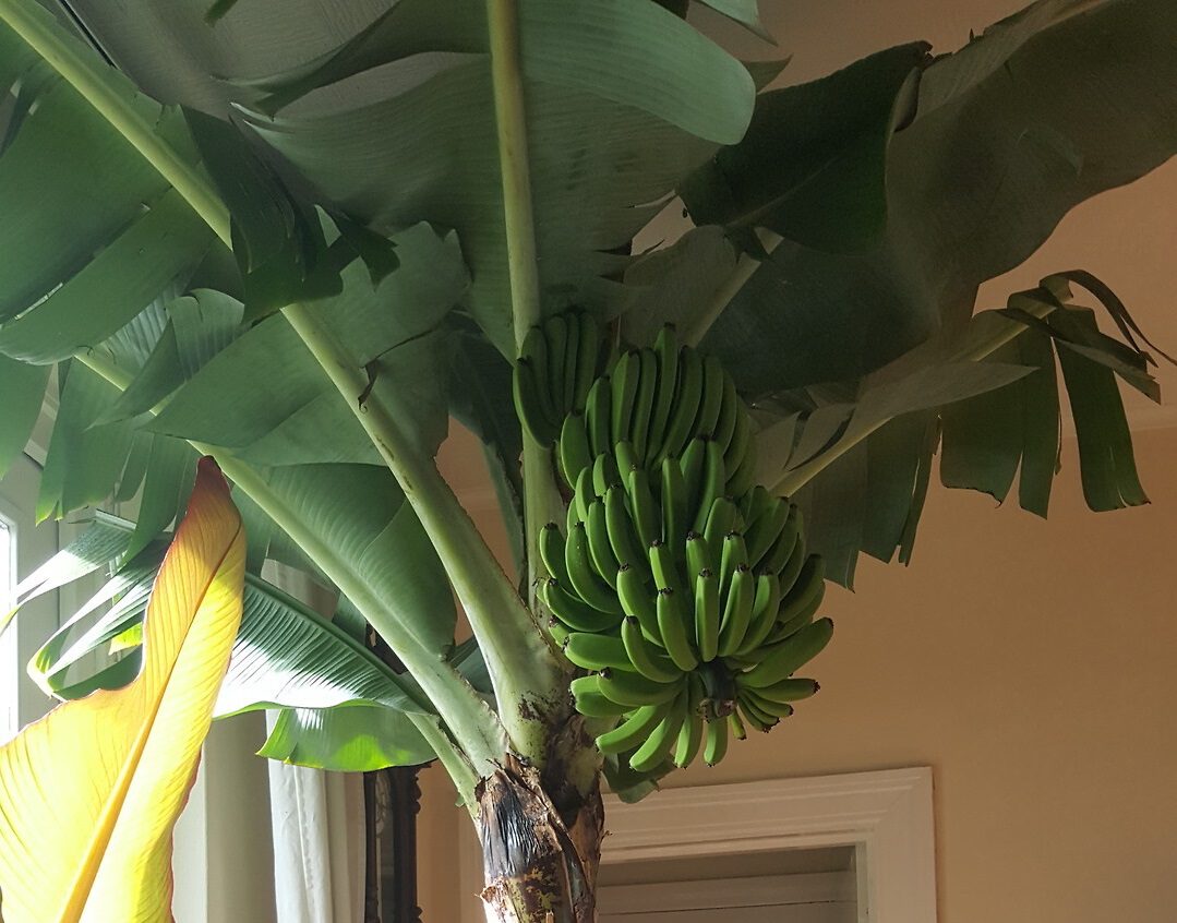 Bananen van Bonne - Pokon - Groen doet goed