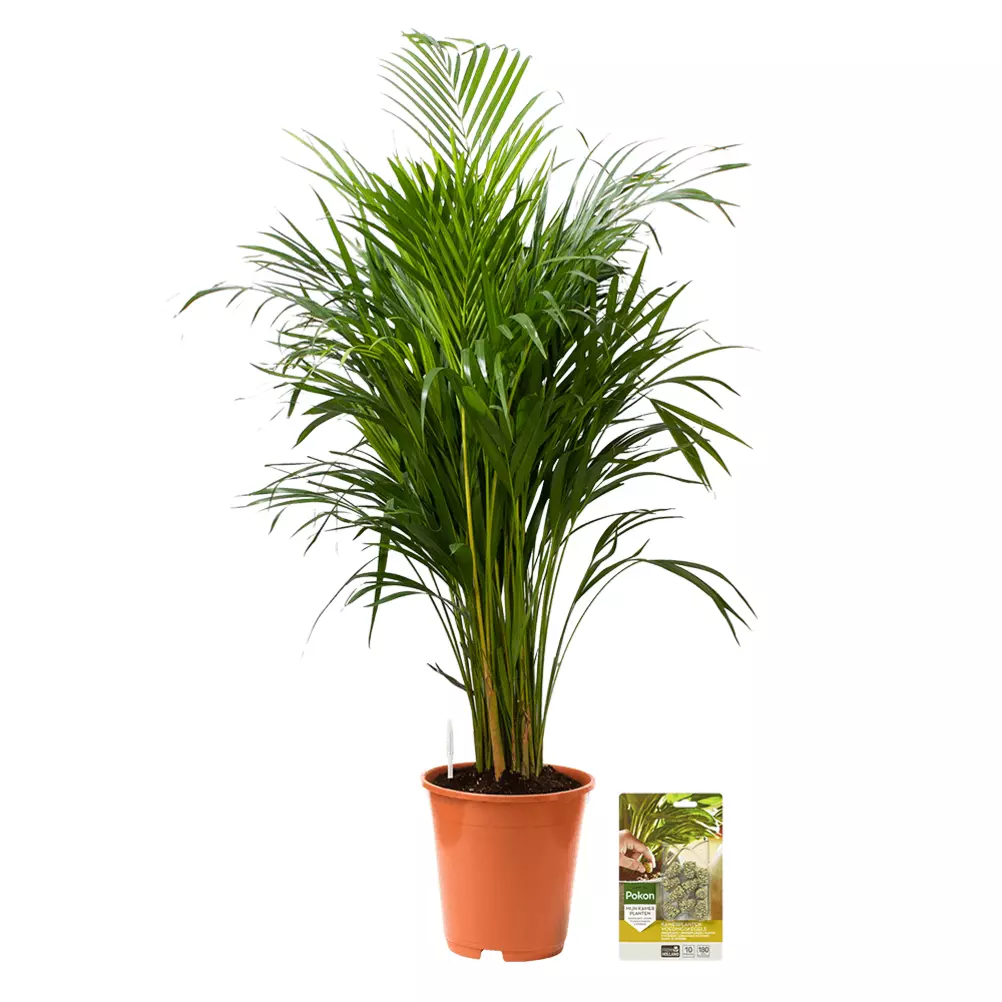 over Kwestie Gemaakt om te onthouden Pokon Goudpalm / Areca Palm incl. watermeter en voeding - ↕125 cm - Pokon -  Groen doet je goed