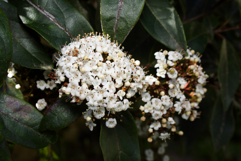 Sneeuwbal (Viburnum tinus)