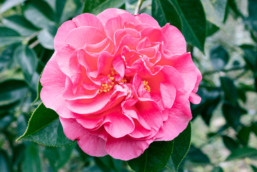 Camelia reticulata