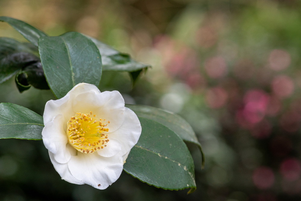 Camelia sinensis