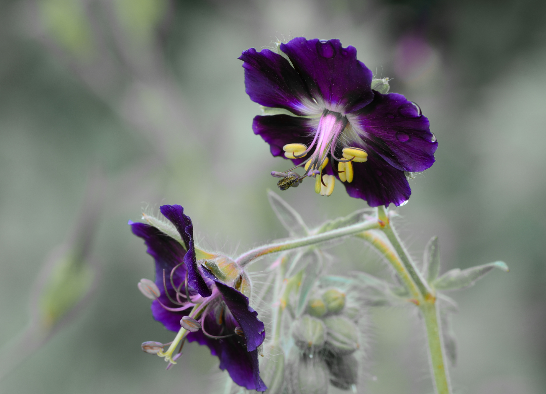 Geranium Tanya Rendall